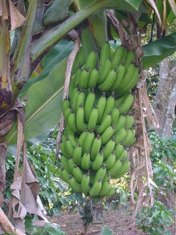 Bananeira verde