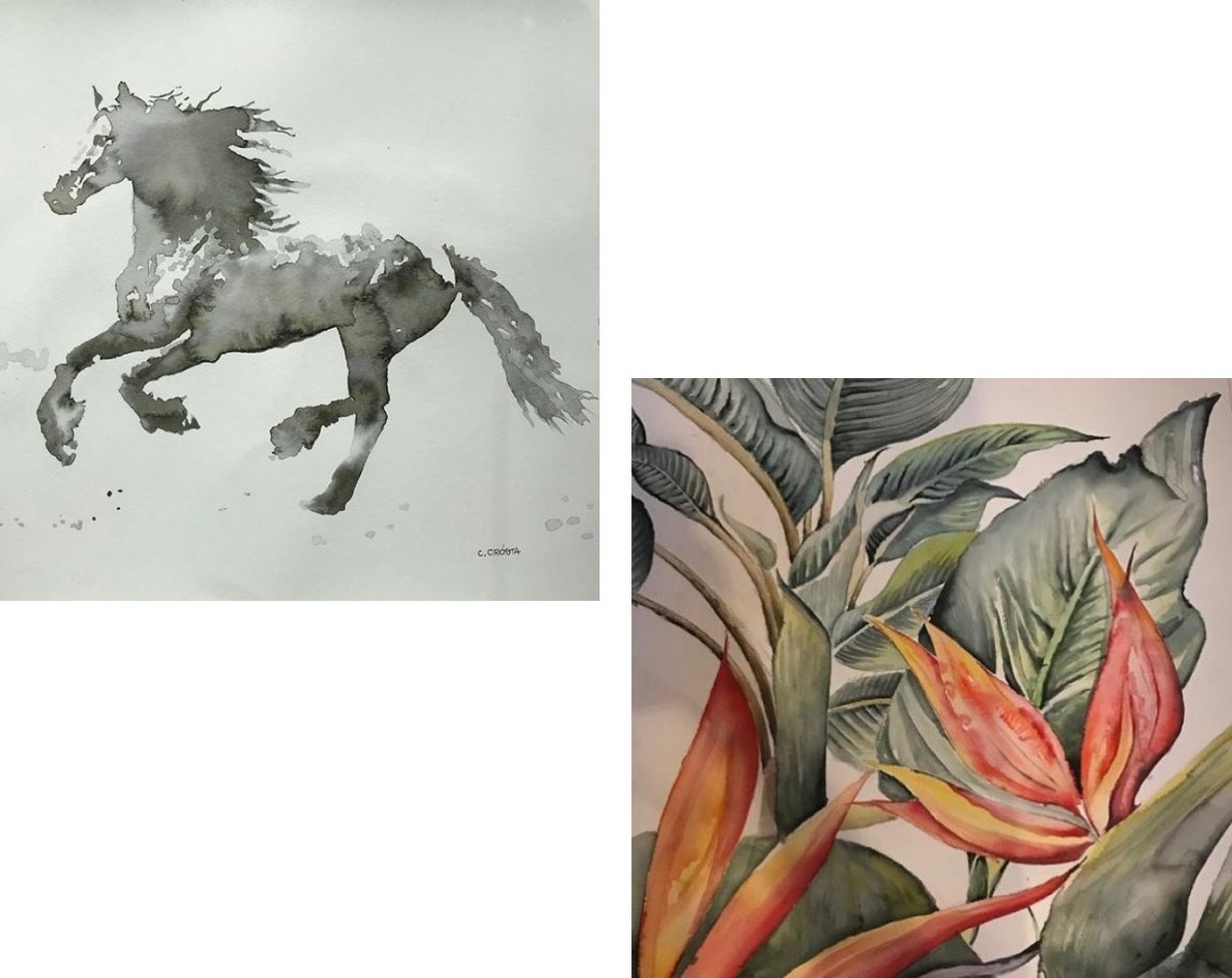 Camila Crósta aquarelas: Cavalo e Bico de papagaio