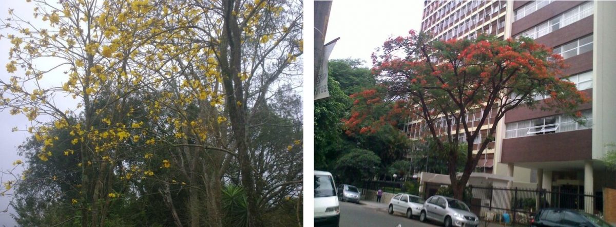 Bem-vinda Primavera, contrastes: Árvore no sítio (Ibiúna, São Paulo) e na cidade (São Paulo, Higienópolis, Rua Sergipe)