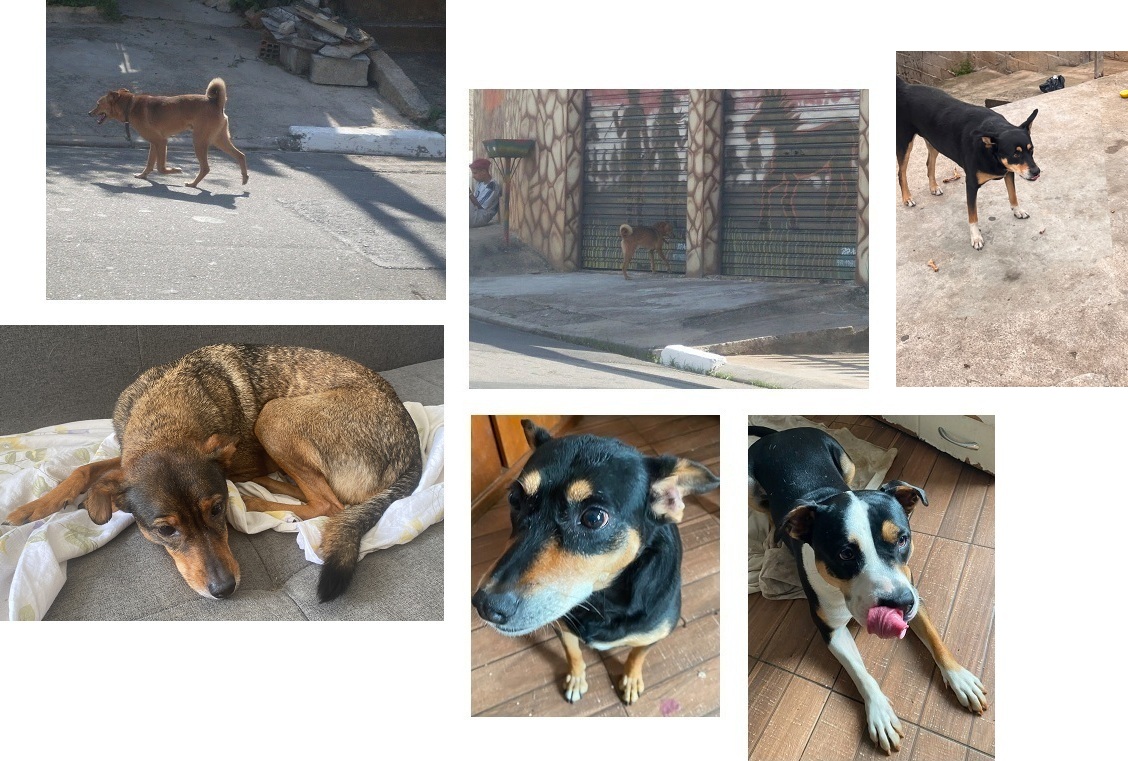 Duby, pai da Poke, da Luna, do cão de rua, elas, ele e a amiga Estrela
