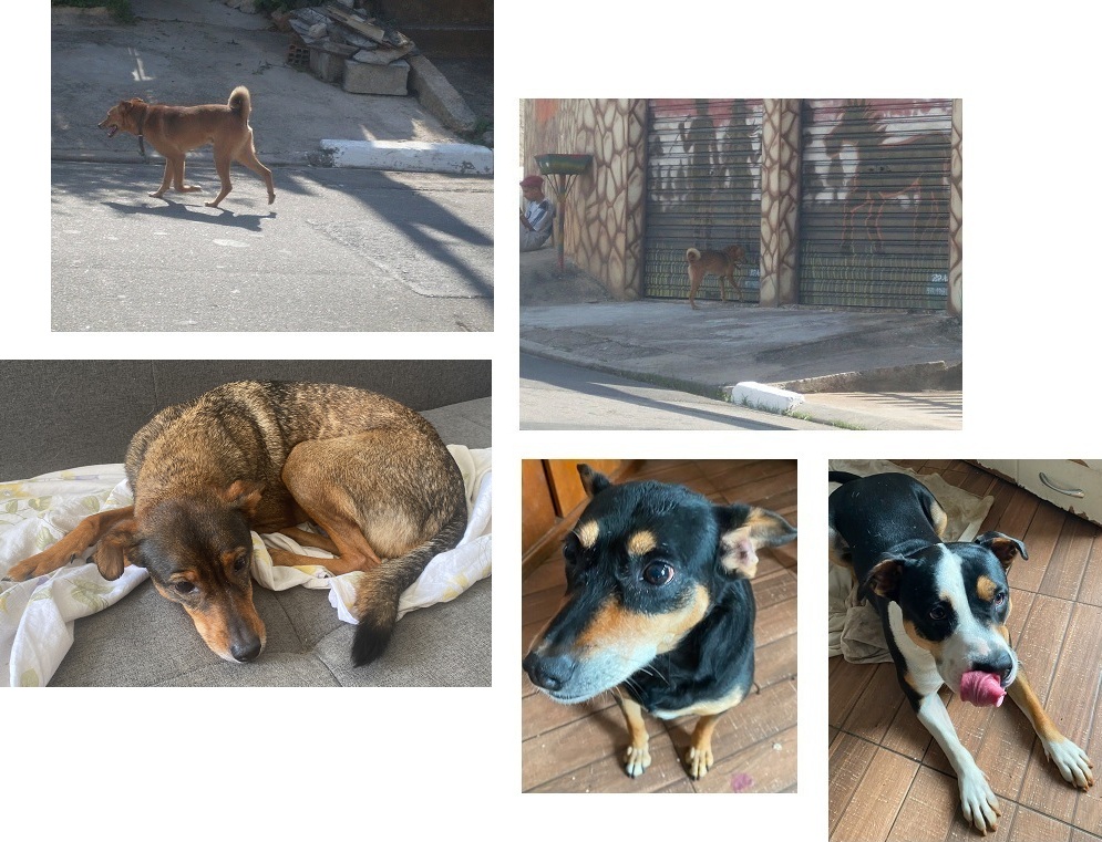 Duby, pai da Poke e da Luna, elas e a amiga Estrela
